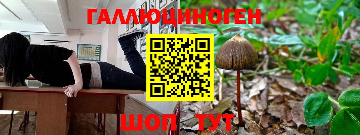 Псилоцибиновые грибы Cubensis Балтийск